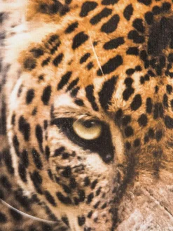 Kibek Leopard im Gras