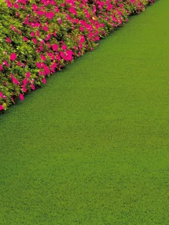 Kibek Naturale Green