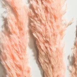 Kibek Pampasgrasbündel 3er