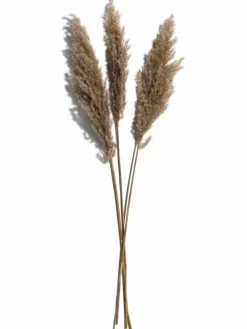 Kibek Pampasgrasbündel 3er
