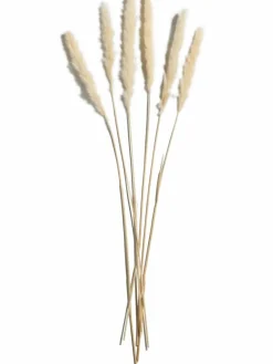 Kibek Pampasgrasbündel 6er