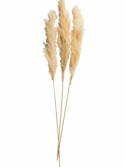 Kibek Pampasgrasbündel 3er