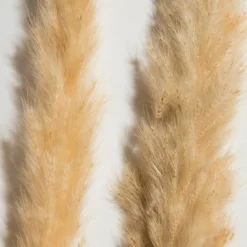 Kibek Pampasgrasbündel 6er