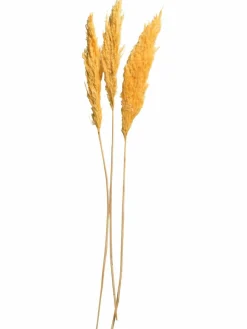 Kibek Pampasgrasbündel 3er