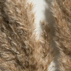 Kibek Pampasgrasbündel 6er