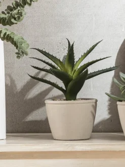 Kibek Sukkulente Thea