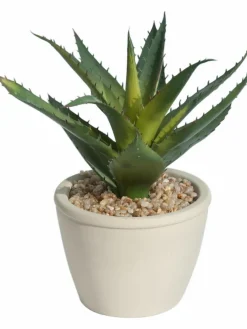 Kibek Sukkulente Thea