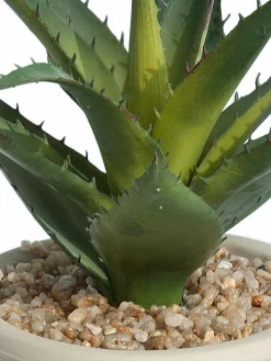 Kibek Sukkulente Thea