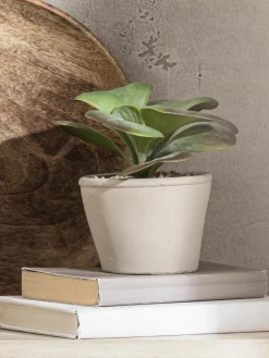 Kibek Sukkulente Thea