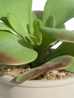 Kibek Sukkulente Thea